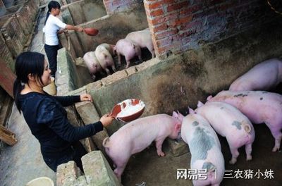 河南养猪人的故事 40头生猪成“金猪”，卖出9万元，还能压栏么