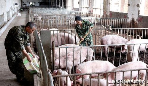 2020年养猪前景深度解析 行情、风险与决策指南