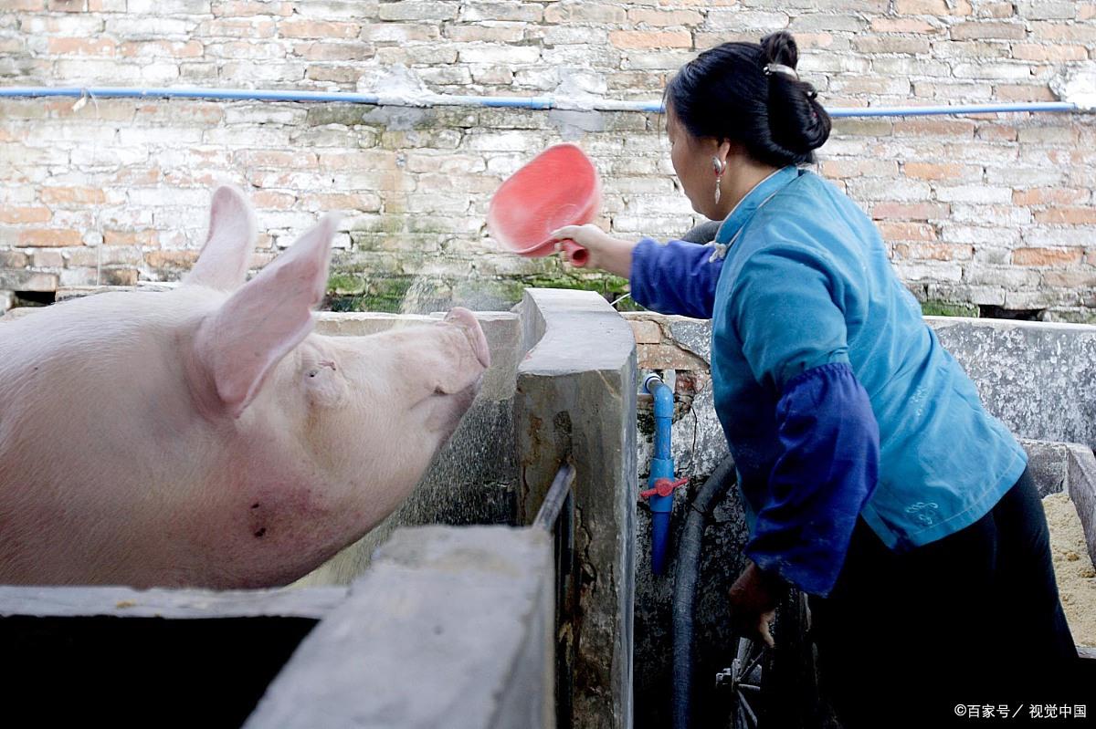 生猪养殖扶持政策下的民生关注 何时百姓吃肉不再难