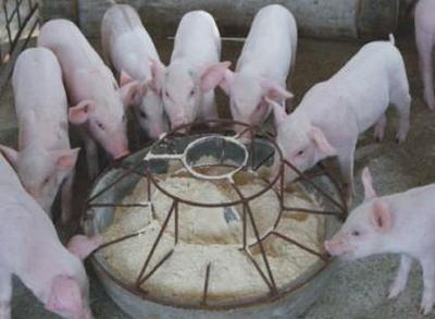 规定:饲料添加剂比重不超4% 饲养成本必然提高