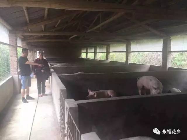 【回顾】永福镇生猪养殖污染治理集中拆除行动第三天纪实
