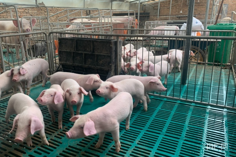 青海农业半年报:粮食生产形势好 "菜篮子"产品质量高