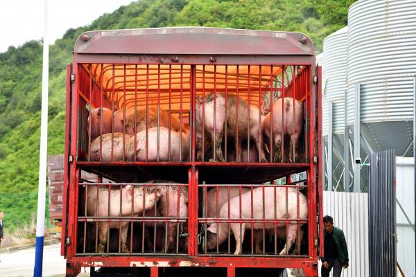 汶川县绵虒镇板桥山楼房生猪养殖场首批生猪顺利出栏